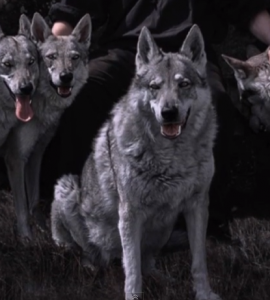 wolves